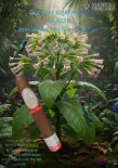 Leaf of the wild Flor De Selva Sat 28th Feb 2pm